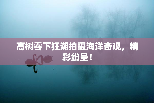 高树零下狂潮拍摄海洋奇观，精彩纷呈！