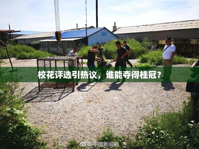 校花评选引热议，谁能夺得桂冠？