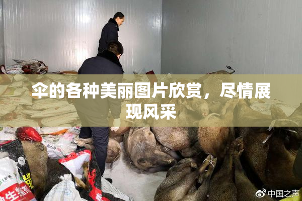 伞的各种美丽图片欣赏，尽情展现风采