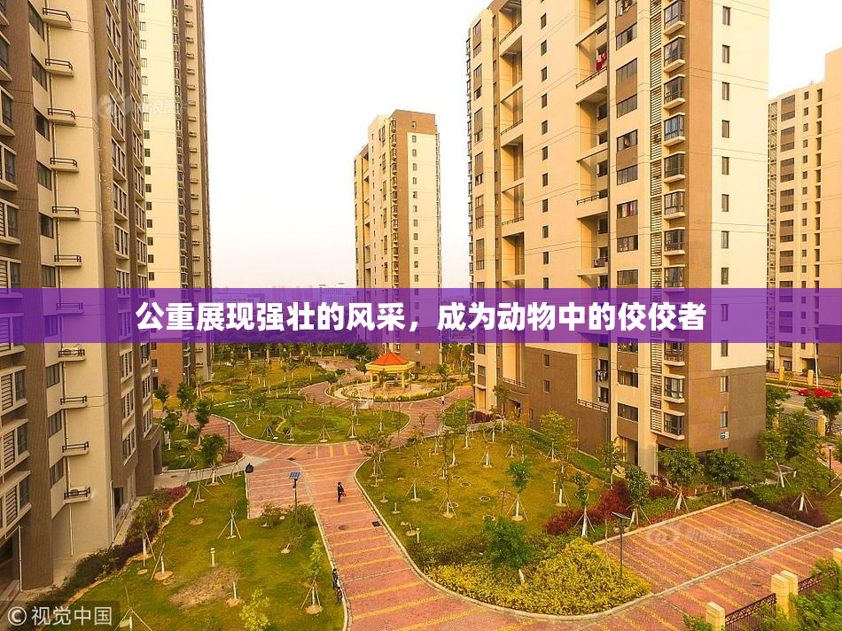 公重展现强壮的风采，成为动物中的佼佼者