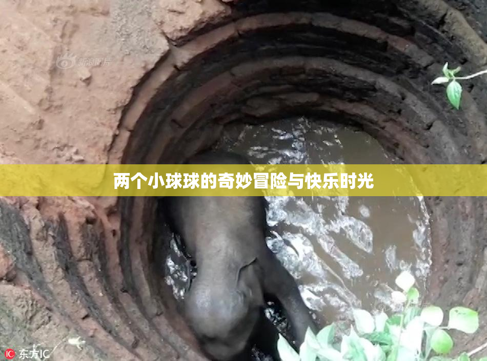两个小球球的奇妙冒险与快乐时光