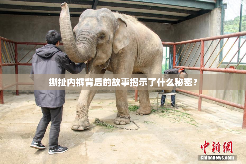 撕扯内裤背后的故事揭示了什么秘密？