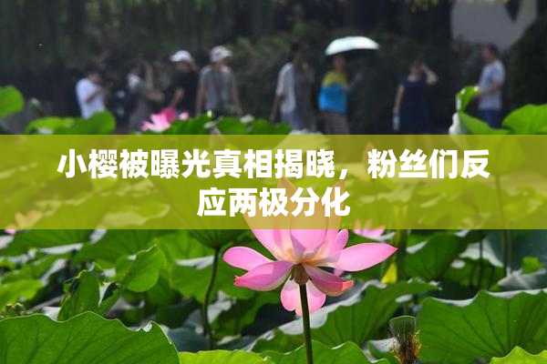 小樱被曝光真相揭晓，粉丝们反应两极分化