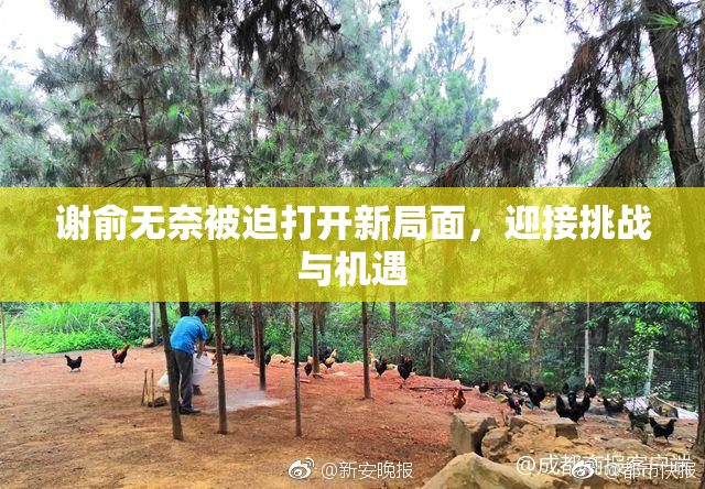 谢俞无奈被迫打开新局面，迎接挑战与机遇