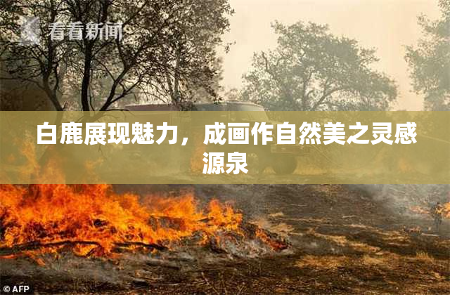 白鹿展现魅力，成画作自然美之灵感源泉