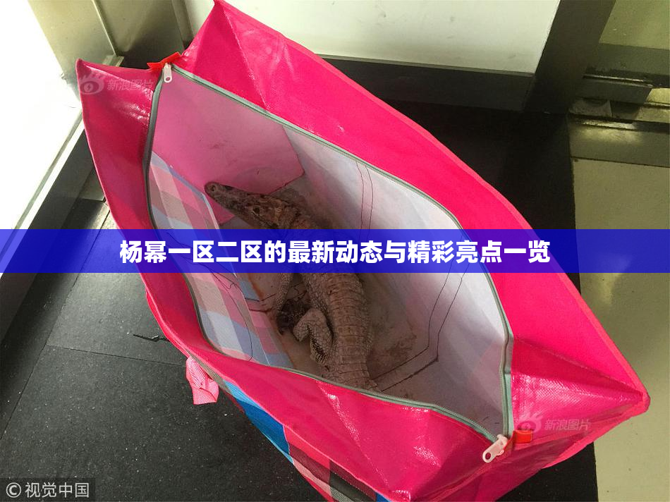 杨幂一区二区的最新动态与精彩亮点一览