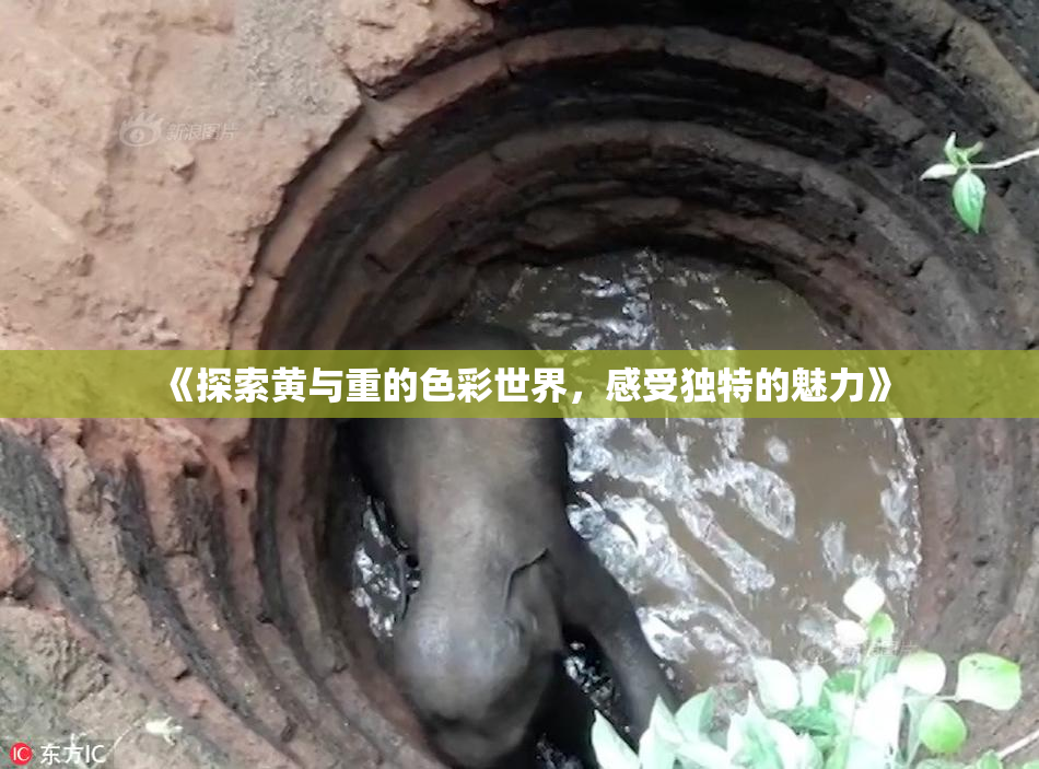 《探索黄与重的色彩世界，感受独特的魅力》