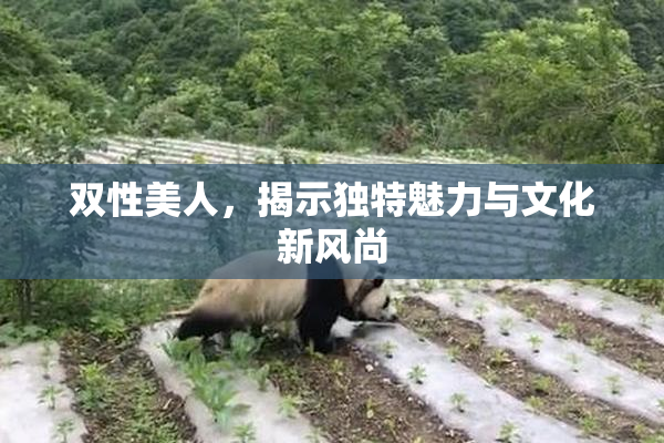 双性美人，揭示独特魅力与文化新风尚