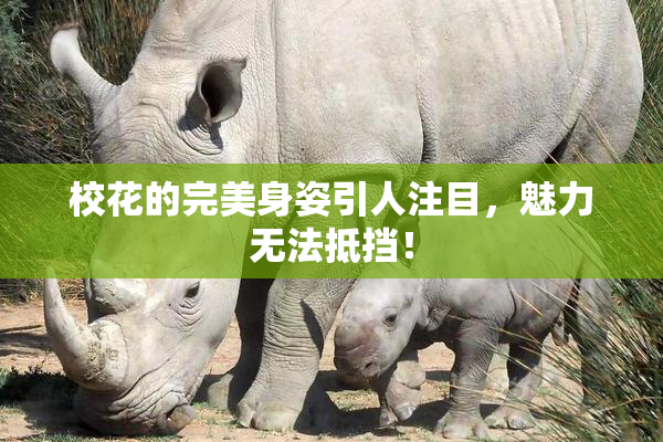 校花的完美身姿引人注目，魅力无法抵挡！