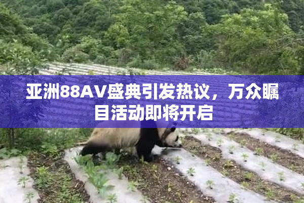 亚洲88AV盛典引发热议，万众瞩目活动即将开启