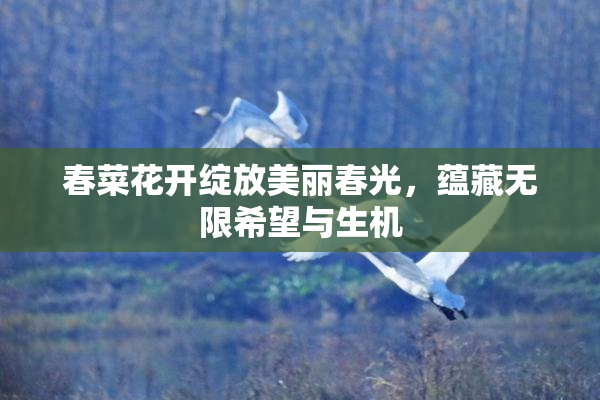 春菜花开绽放美丽春光，蕴藏无限希望与生机