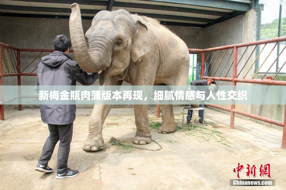 新梅金瓶肉蒲版本再现，细腻情感与人性交织
