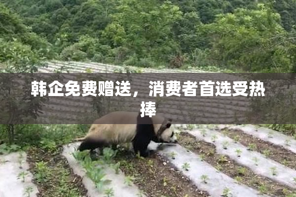 韩企免费赠送，消费者首选受热捧