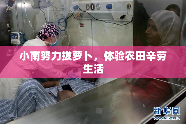 小南努力拔萝卜，体验农田辛劳生活