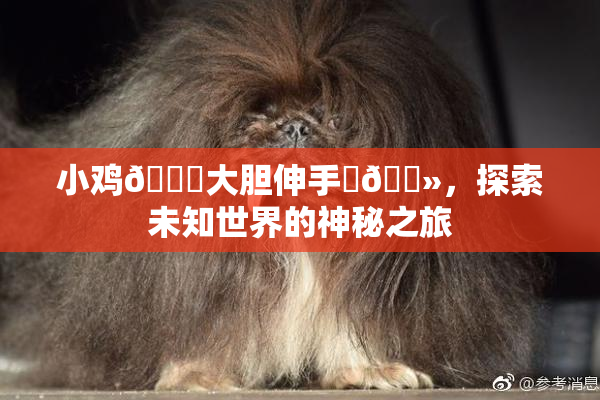 小鸡🐔大胆伸手‌🐻，探索未知世界的神秘之旅