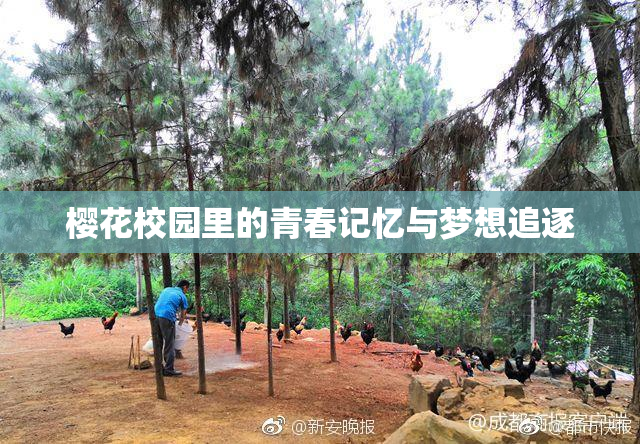 樱花校园里的青春记忆与梦想追逐