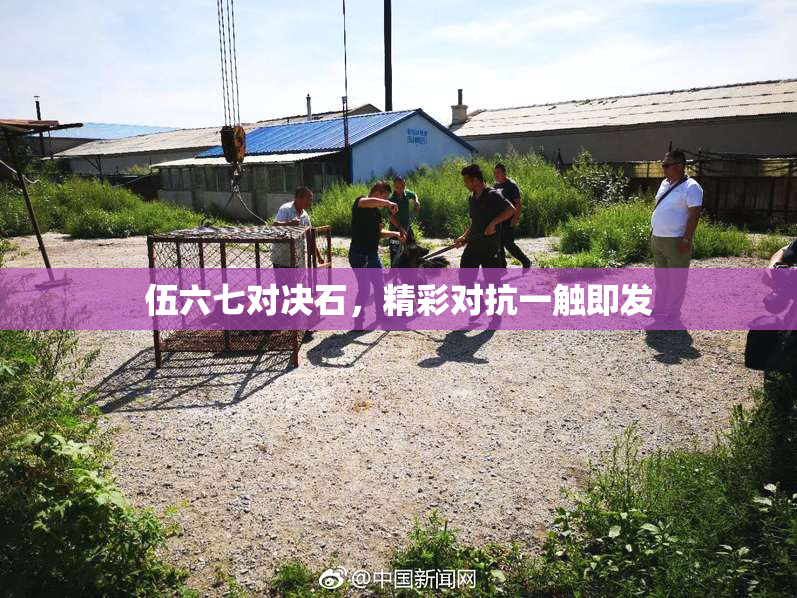 伍六七对决石，精彩对抗一触即发
