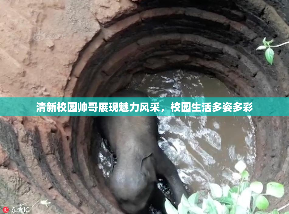 清新校园帅哥展现魅力风采，校园生活多姿多彩