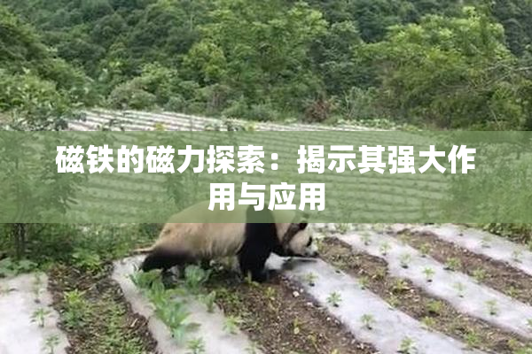 磁铁的磁力探索：揭示其强大作用与应用