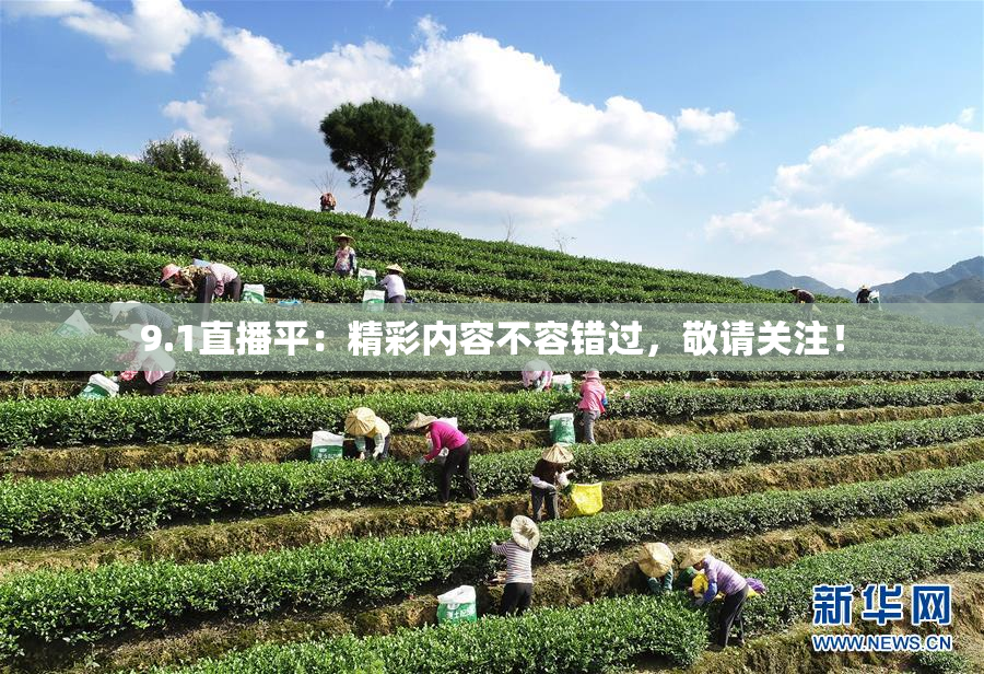 9.1直播平：精彩内容不容错过，敬请关注！