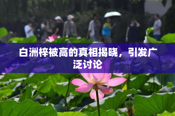 白洲梓被高的真相揭晓，引发广泛讨论
