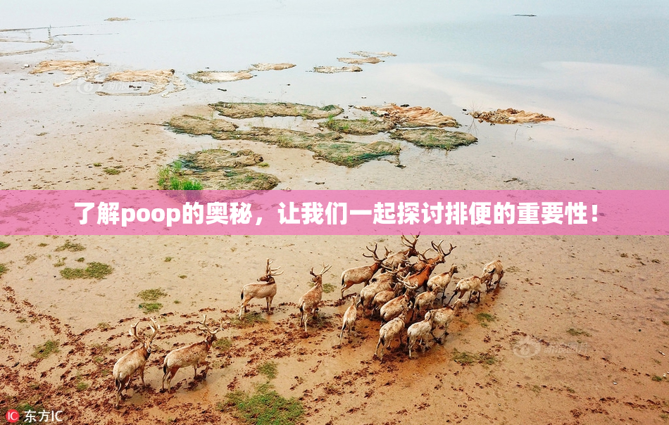 了解poop的奥秘，让我们一起探讨排便的重要性！
