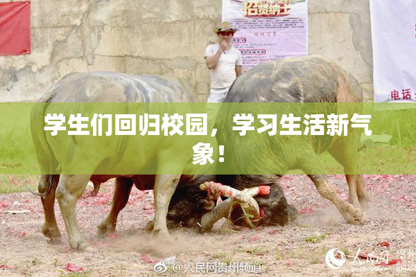 学生们回归校园，学习生活新气象！