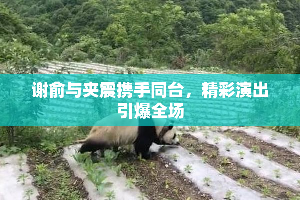 谢俞与夹震携手同台，精彩演出引爆全场