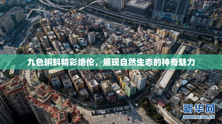 九色蝌蚪精彩绝伦，展现自然生态的神奇魅力