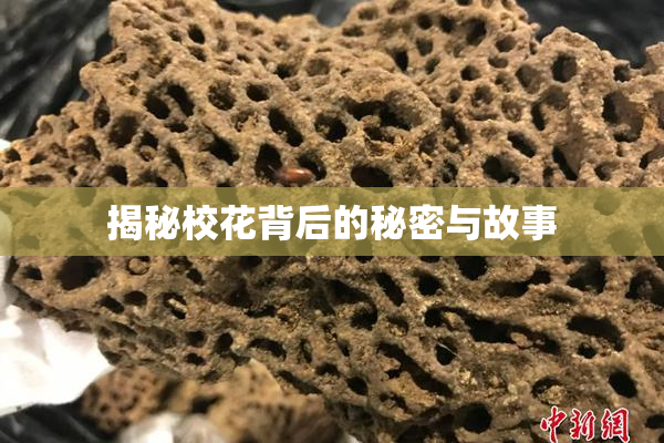 揭秘校花背后的秘密与故事