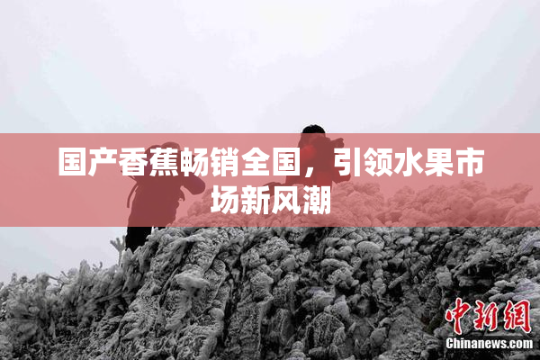 国产香蕉畅销全国，引领水果市场新风潮