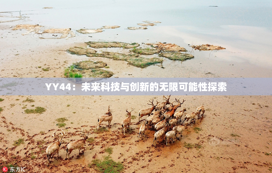 YY44：未来科技与创新的无限可能性探索
