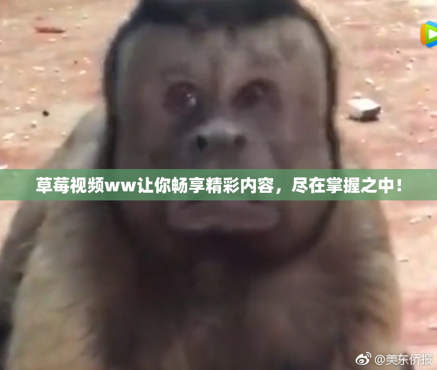 草莓视频ww让你畅享精彩内容，尽在掌握之中！