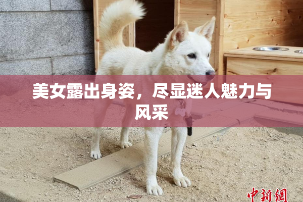 美女露出身姿，尽显迷人魅力与风采