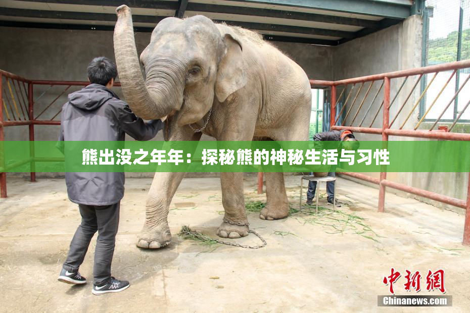 熊出没之年年：探秘熊的神秘生活与习性