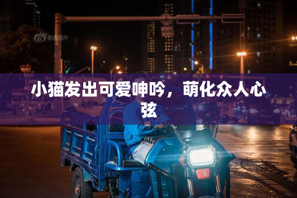 小猫发出可爱呻吟，萌化众人心弦