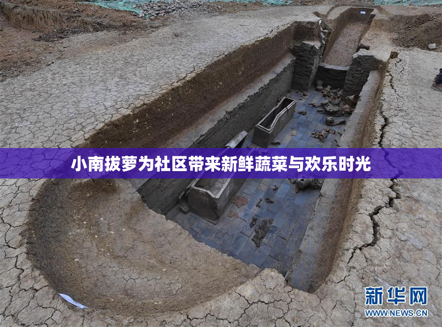小南拔萝为社区带来新鲜蔬菜与欢乐时光