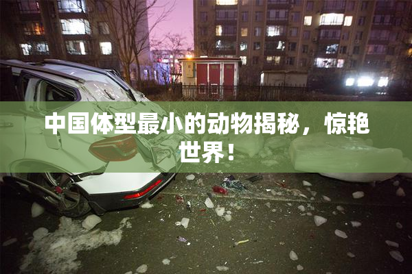 中国体型最小的动物揭秘，惊艳世界！