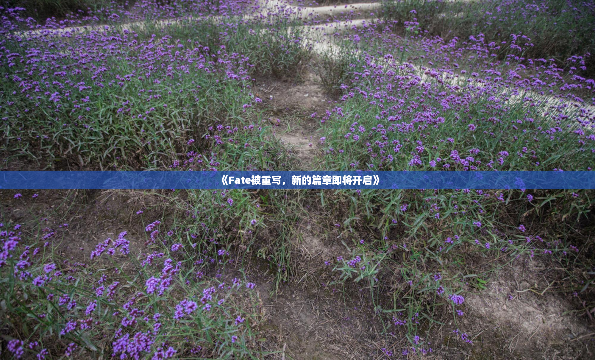 《Fate被重写，新的篇章即将开启》