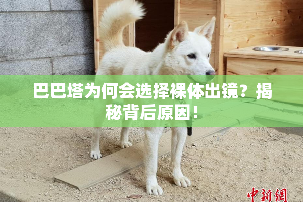 巴巴塔为何会选择裸体出镜？揭秘背后原因！