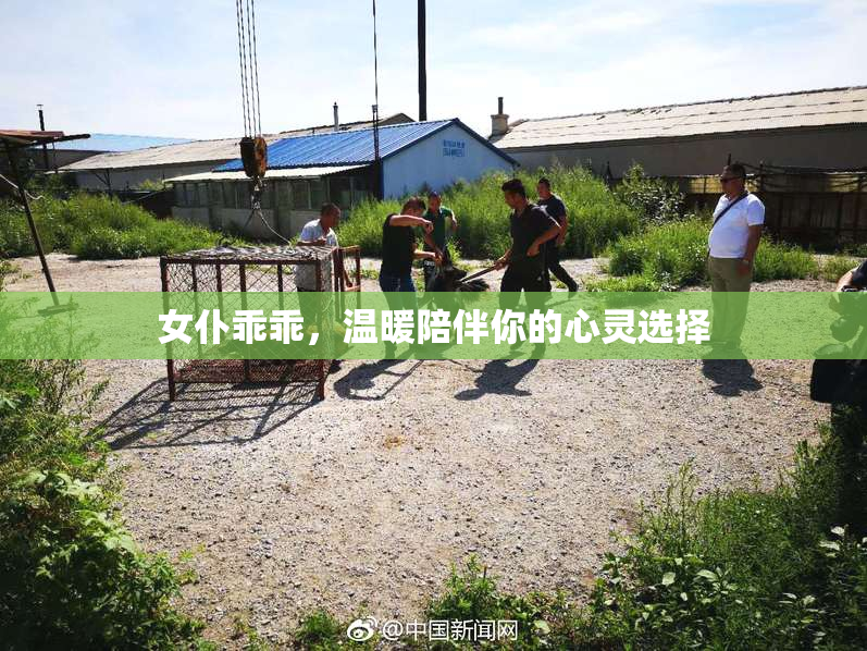 女仆乖乖，温暖陪伴你的心灵选择