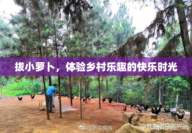 拔小萝卜，体验乡村乐趣的快乐时光