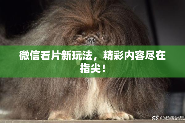 微信看片新玩法，精彩内容尽在指尖！