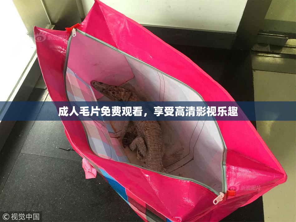 成人毛片免费观看，享受高清影视乐趣