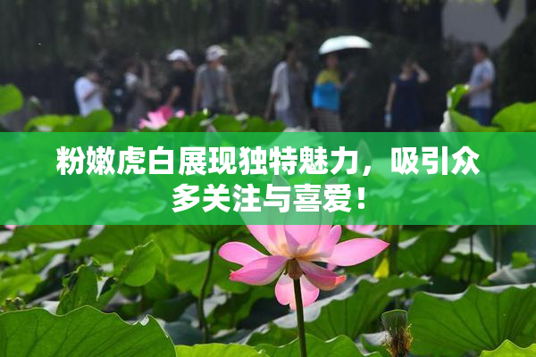 粉嫩虎白展现独特魅力，吸引众多关注与喜爱！