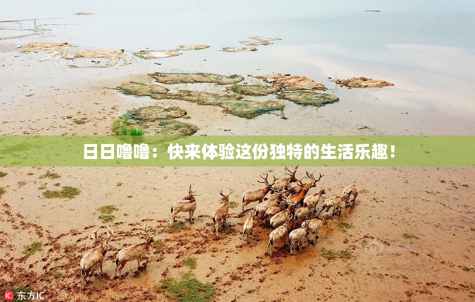 日日噜噜：快来体验这份独特的生活乐趣！