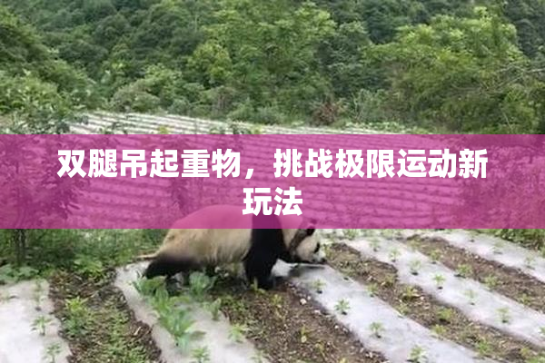 双腿吊起重物，挑战极限运动新玩法