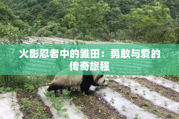 火影忍者中的雏田：勇敢与爱的传奇旅程