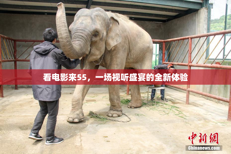 看电影来55，一场视听盛宴的全新体验