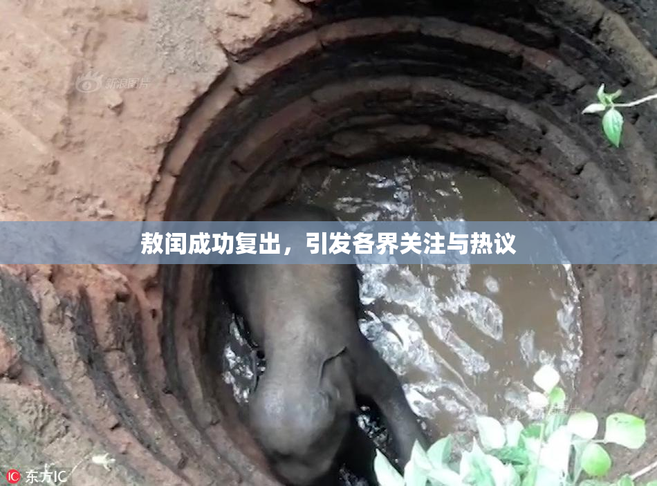 敖闰成功复出，引发各界关注与热议